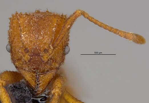 Imagem de <i>Trachymyrmex pomonae</i>