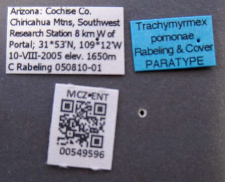 Imagem de <i>Trachymyrmex pomonae</i>