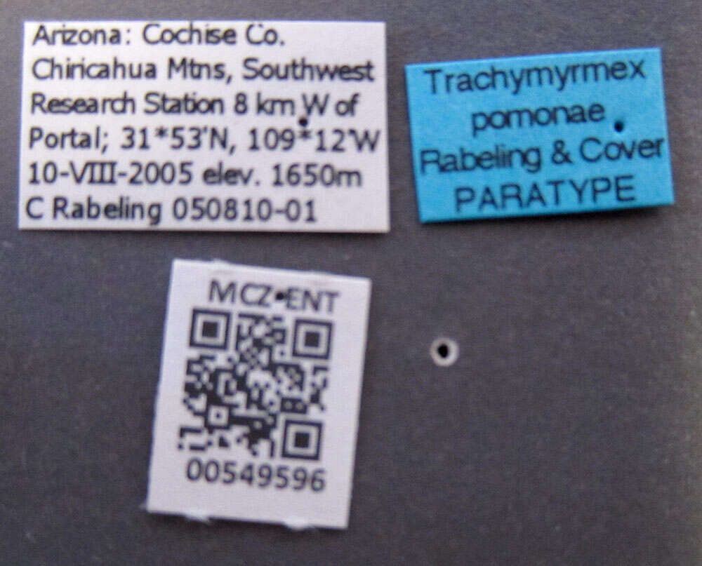 Image of <i>Trachymyrmex pomonae</i>