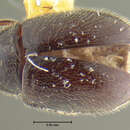 Image of Cephalobyrrhinus lineatus Wooldridge 1986