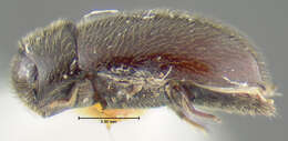 Image of minute marsh-loving beetles