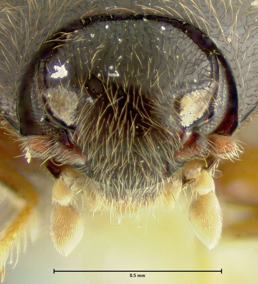 Imagem de Byrrhinus mimicus Wooldridge 1987