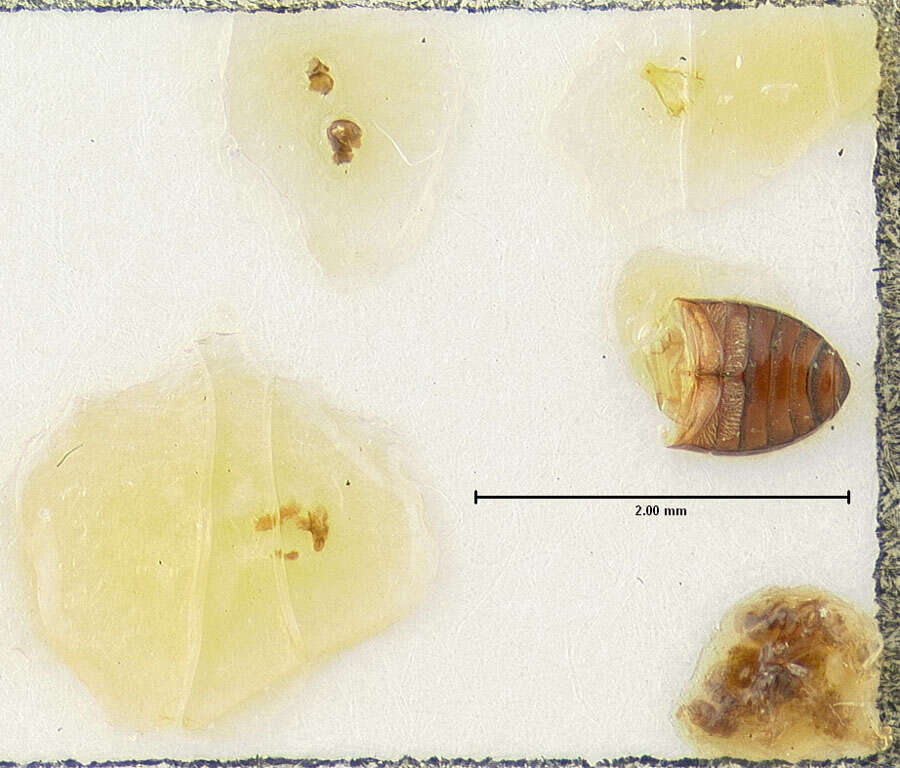 Image of Pleurophorus banksi Pittino & Mariani 1986