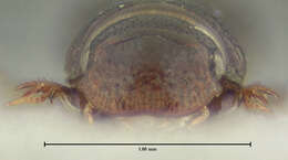 Image of Pleurophorus banksi Pittino & Mariani 1986