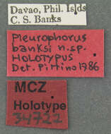 Image of Pleurophorus banksi Pittino & Mariani 1986