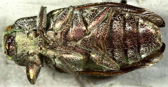 Image of Chrysobothris orono Frost 1920