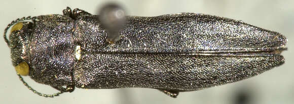 Imagem de Agrilus criddlei Frost 1920