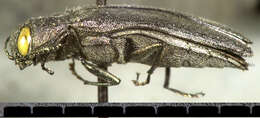 Image of Agrilus criddlei Frost 1920