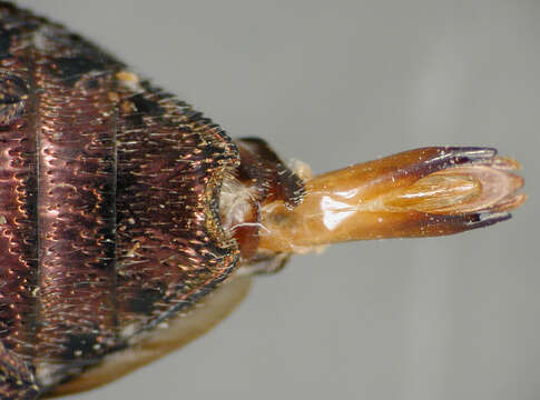 Image of Chrysobothris schistomorion Westcott & Davidson 2001