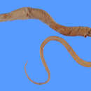 Image of Dogface witch-eel