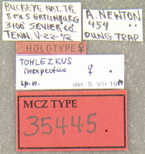 Image of Tohlezkus inexpectus Vit 1995