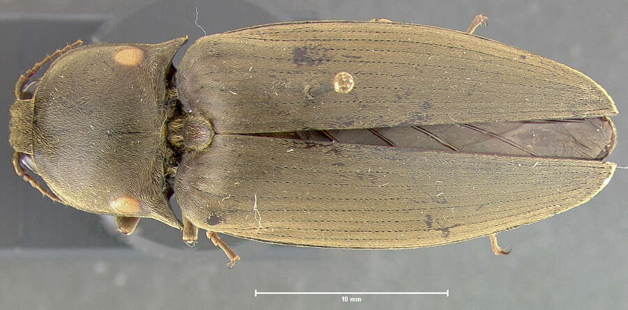 Image of <i>Pyrophorus mellifluus</i>
