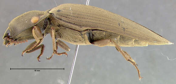 Image of <i>Pyrophorus mellifluus</i>