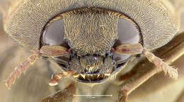 Image of <i>Pyrophorus mellifluus</i>