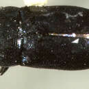 Image of Helferella papuae Bellamy 1991