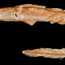 Image of <i>Congermuraena caudalis</i>