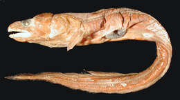 Image of Largehead conger