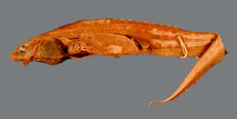 Image of Notacanthus spinosus Garman 1899