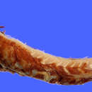 Image of Scaleless dragonfish