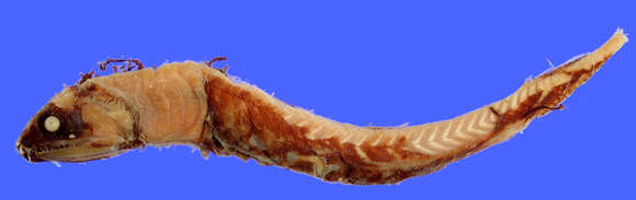 Image of Scaleless dragonfish