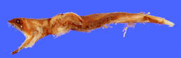 Image of Scaleless dragonfish