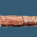 Image of Black-belly dragonfish