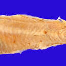 Image of Thickhead lanternfish