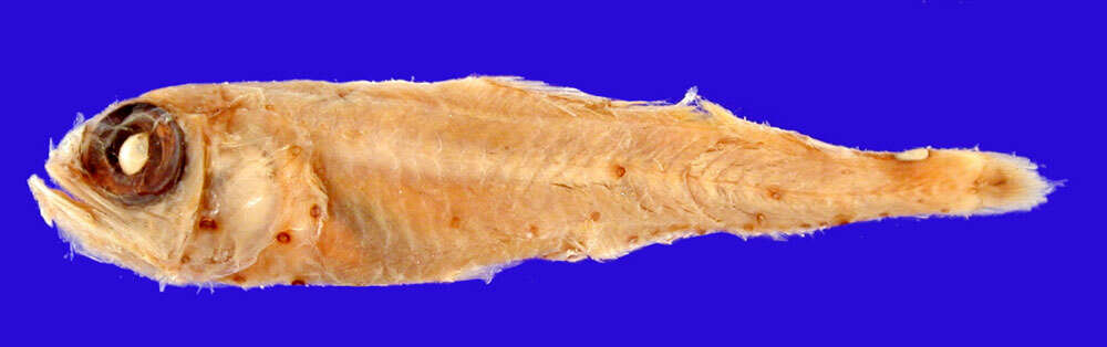 Image of Thickhead lanternfish