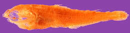 Image of Spotted Lanternfish