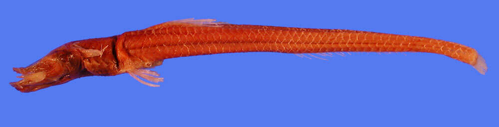 Image of Grideye fish