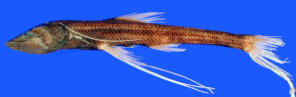 Imagem de Bathypterois ventralis Garman 1899