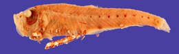 Image of Valenciennellus