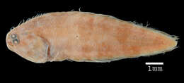 Image of Smallfin tonguefish