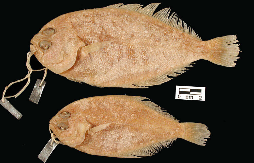 Image of Clearspot flounder