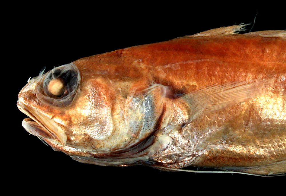 Image of Charcoal codling