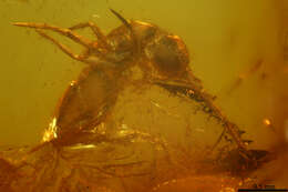 Image of springtails