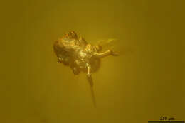 Image of springtails