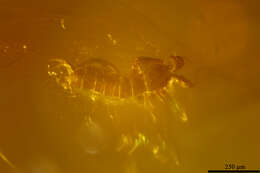 Image of springtails