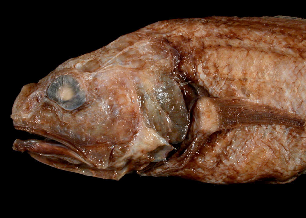 Image of Monomitopus malispinosus (Garman 1899)