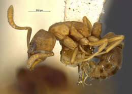 Image of Ant