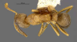 Image of Ant