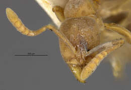 Image of Ant