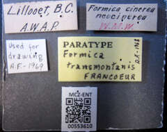 Image of Formica transmontanis Francoeur 1973