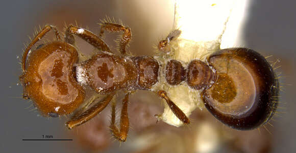 Image of Red imported fire ant