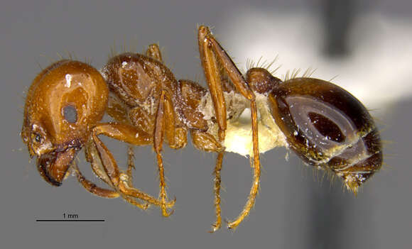 Image of Red imported fire ant