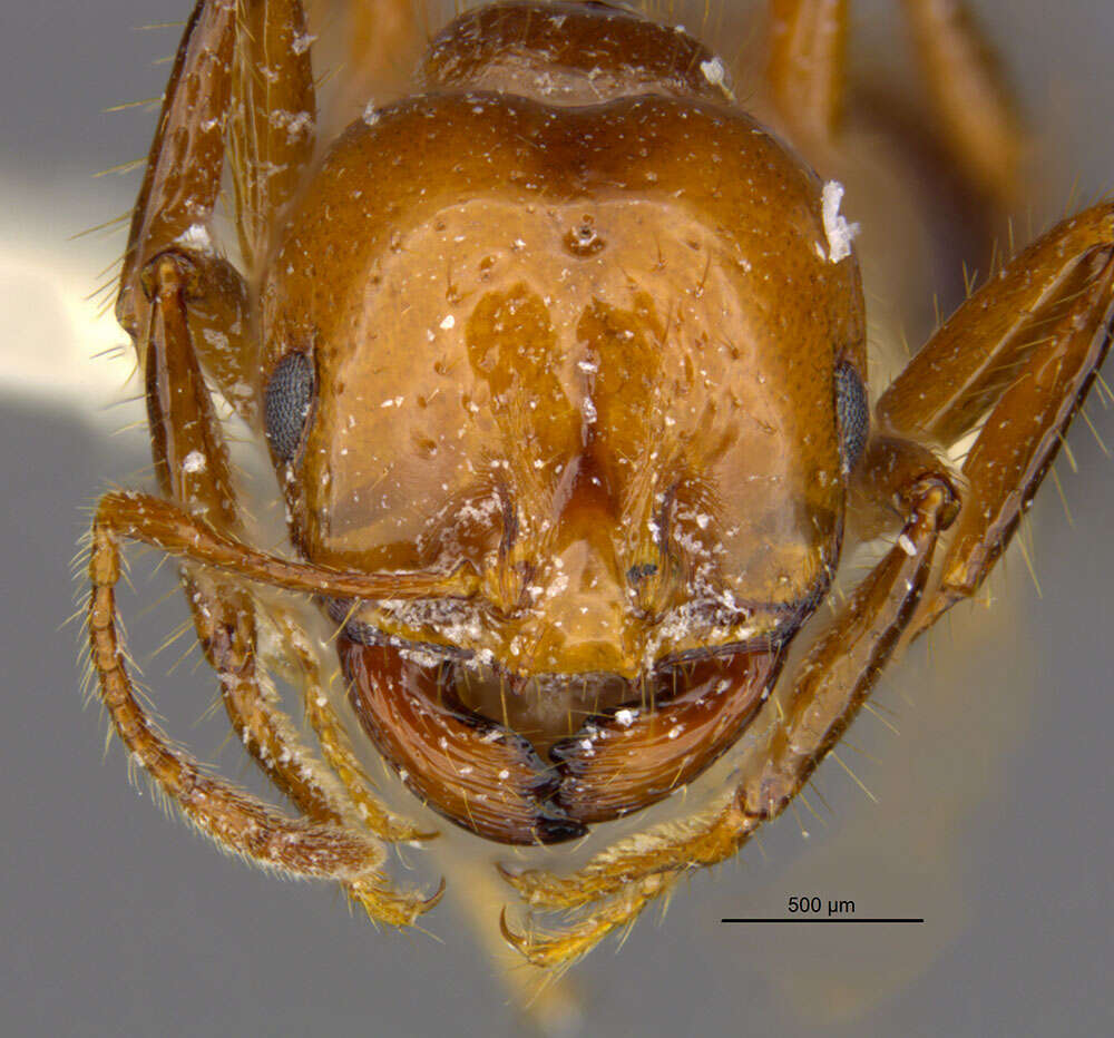 Image of Red imported fire ant
