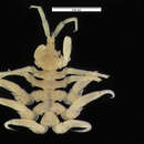 Image of whale-louse