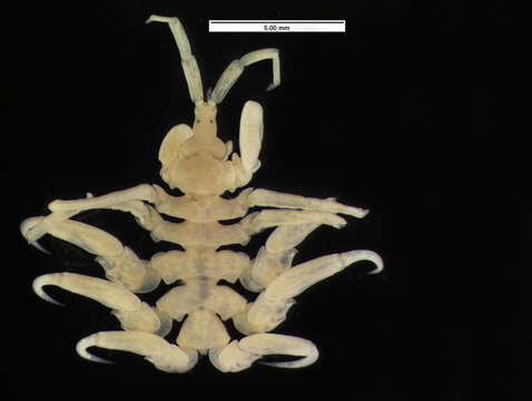 Image of whale-lice
