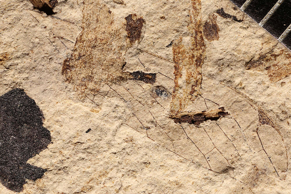 Image of Protohymenidae