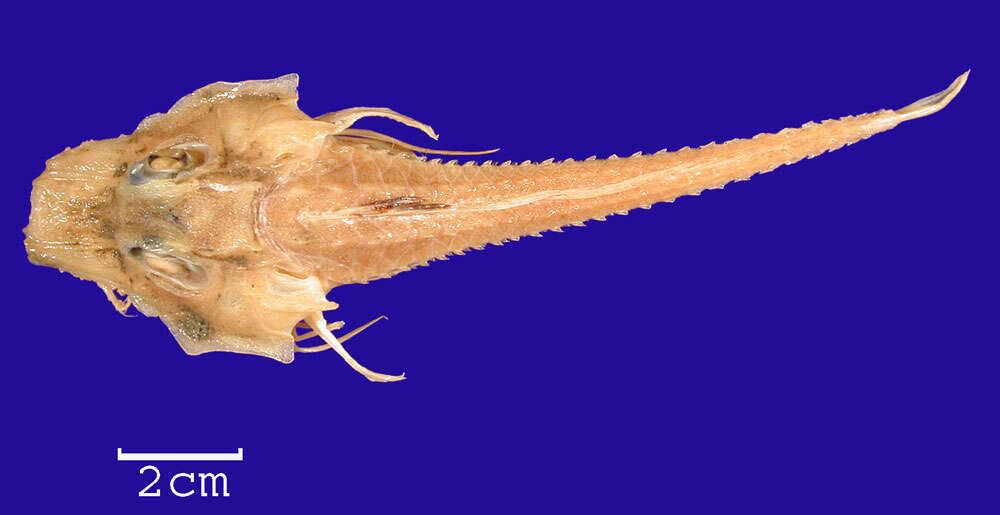 Image of Peristedion crustosum Garman 1899